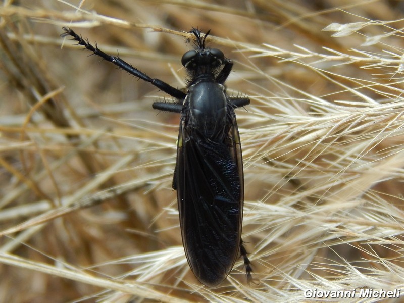 Maschio di Dasypogon diadema e femmina di Bibio sp.